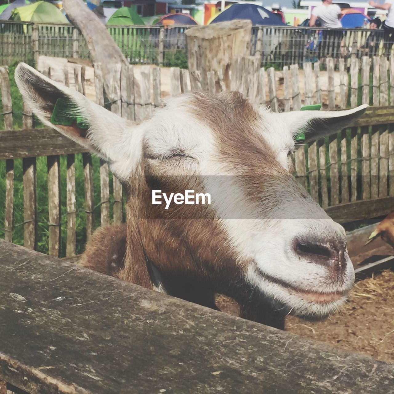Goat with eyes closed in animal pen