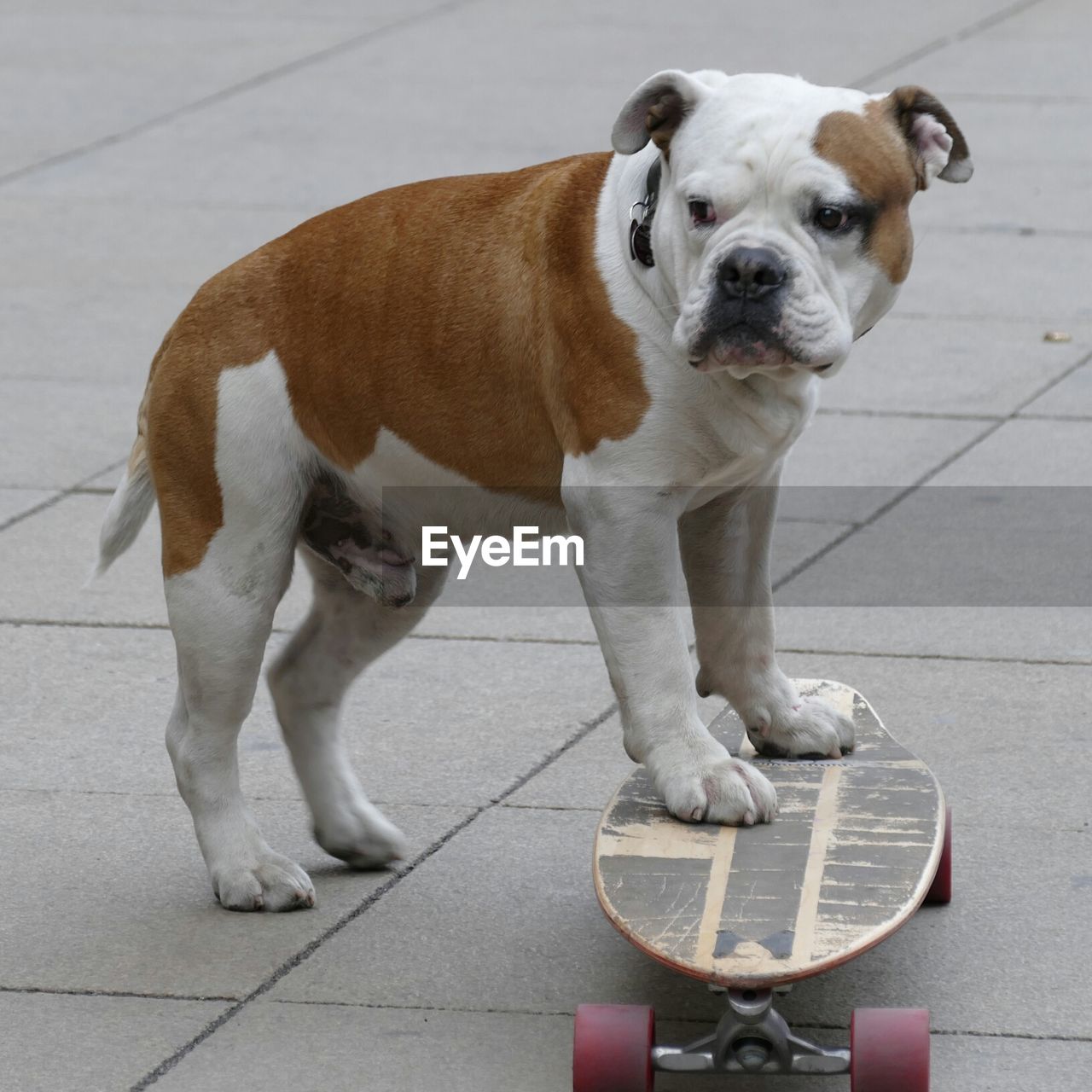 English bulldog with skateboard on footpath