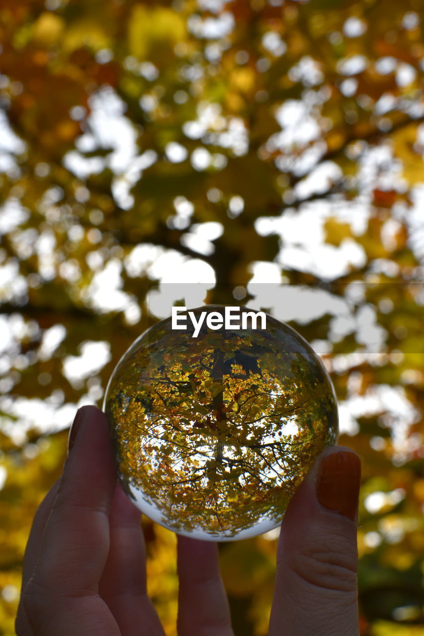 yellow, hand, tree, holding, leaf, sunlight, one person, autumn, green, plant, nature, light, focus on foreground, branch, macro photography, outdoors, flower, adult, close-up, gold, sphere, day, leisure activity, shiny, finger, lifestyles