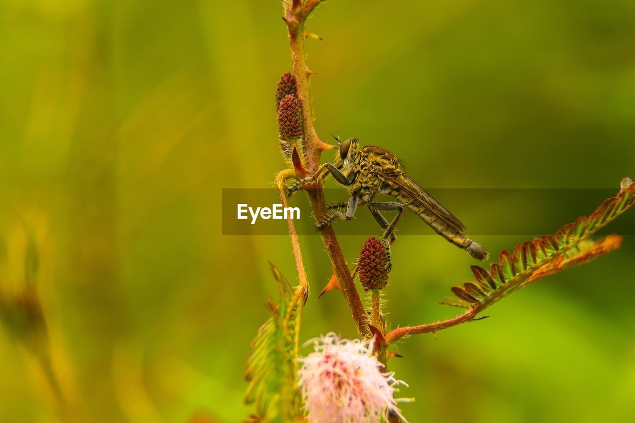 Close-up of insect on plant