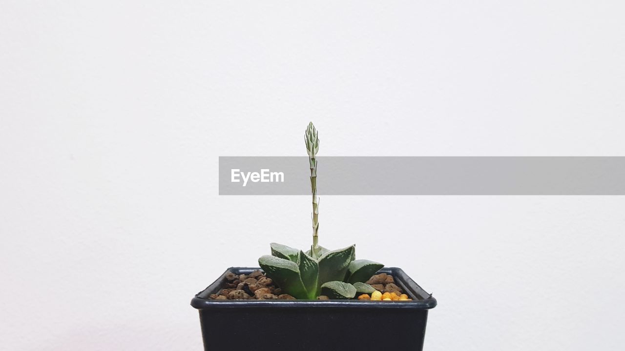 CLOSE-UP OF SMALL POTTED PLANT