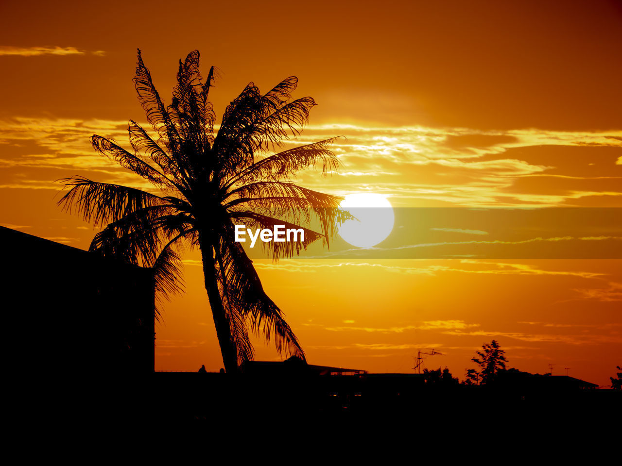 SILHOUETTE PALM TREES AGAINST ORANGE SKY