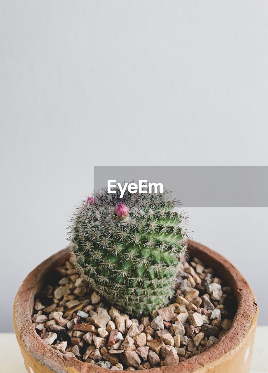 CLOSE-UP OF SUCCULENT PLANT