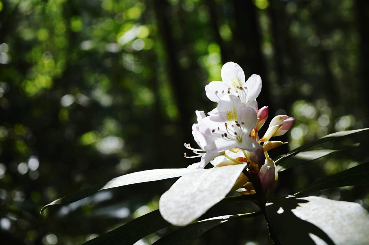 CLOSE-UP OF WHITE FLOWERS BLOOMING