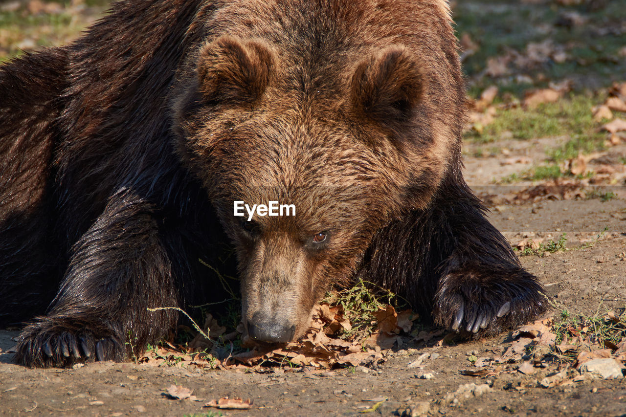Brown bear ursus arctos resting