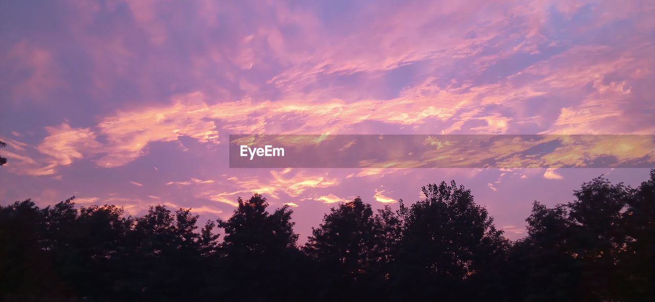 LOW ANGLE VIEW OF SILHOUETTE TREES AGAINST ORANGE SKY