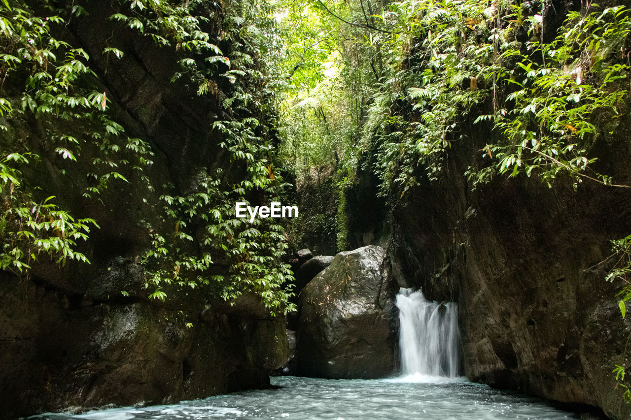 WATERFALL ALONG TREES IN FOREST