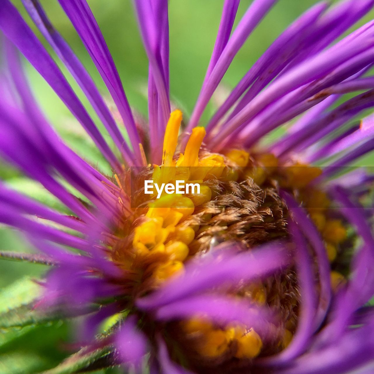 Close-up of purple flower blooming in park