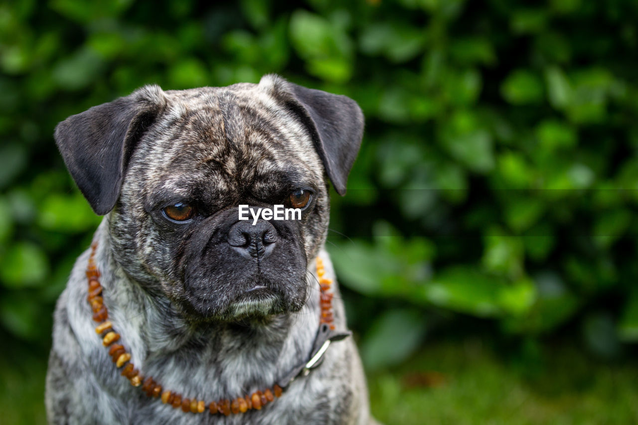 Close-up portrait of a pug