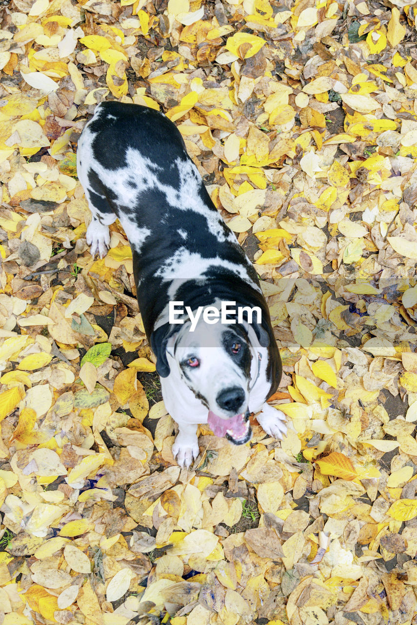 High angle view of dog standing on leaves during autumn