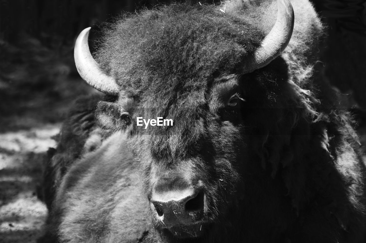 American bison