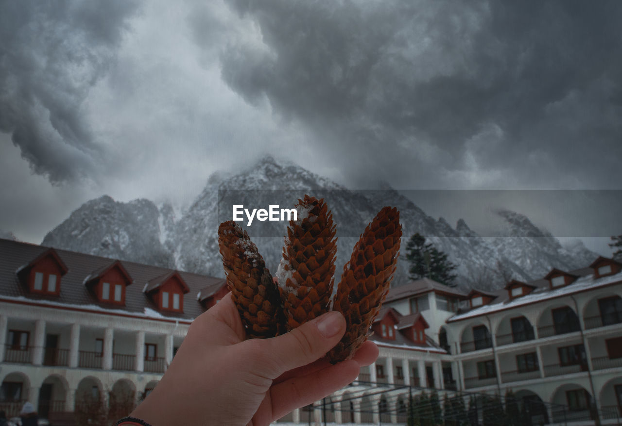 Person holding pine cones against sky during winter