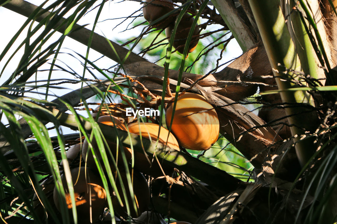 LOW ANGLE VIEW OF ORANGE FLOWERING PLANTS