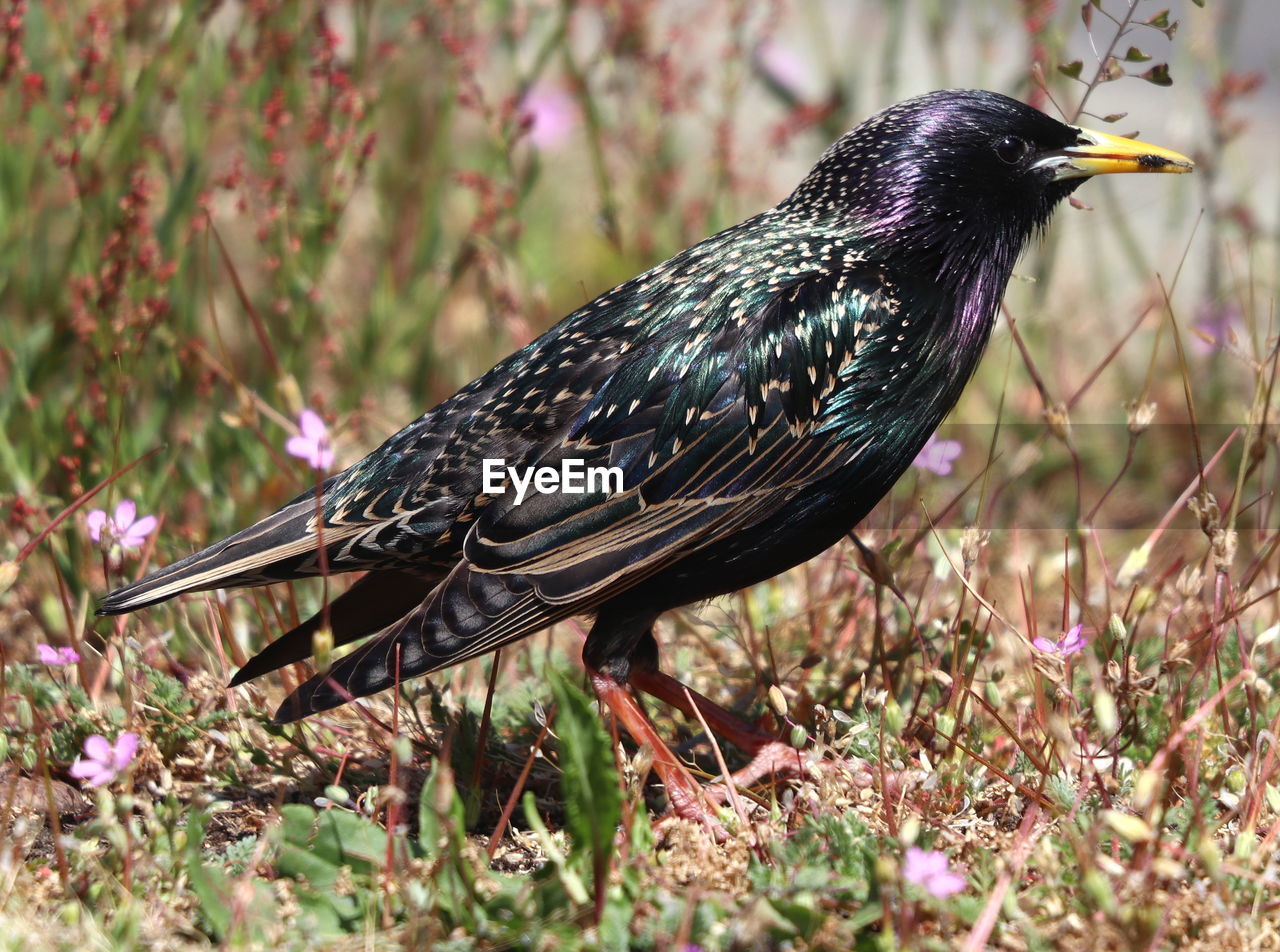 CLOSE-UP OF A BIRD PERCHING ON A PLANT