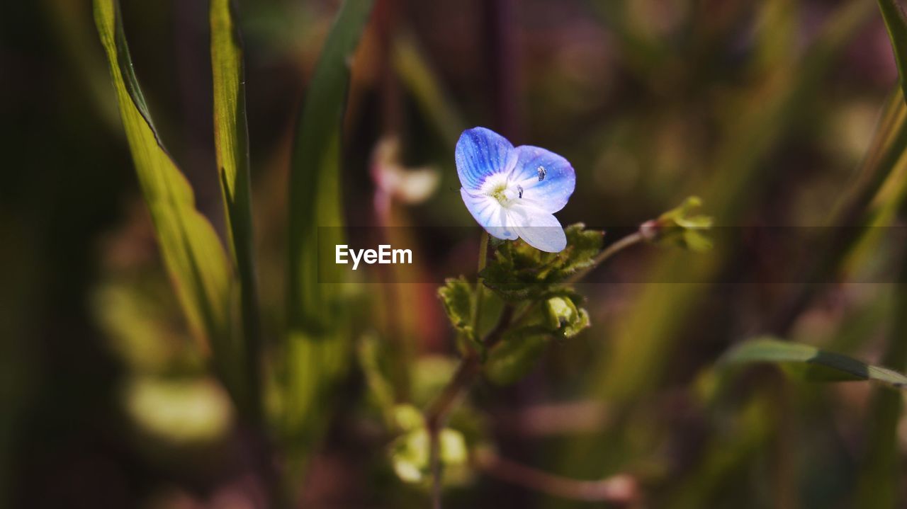 Close-up of purple flowering plant