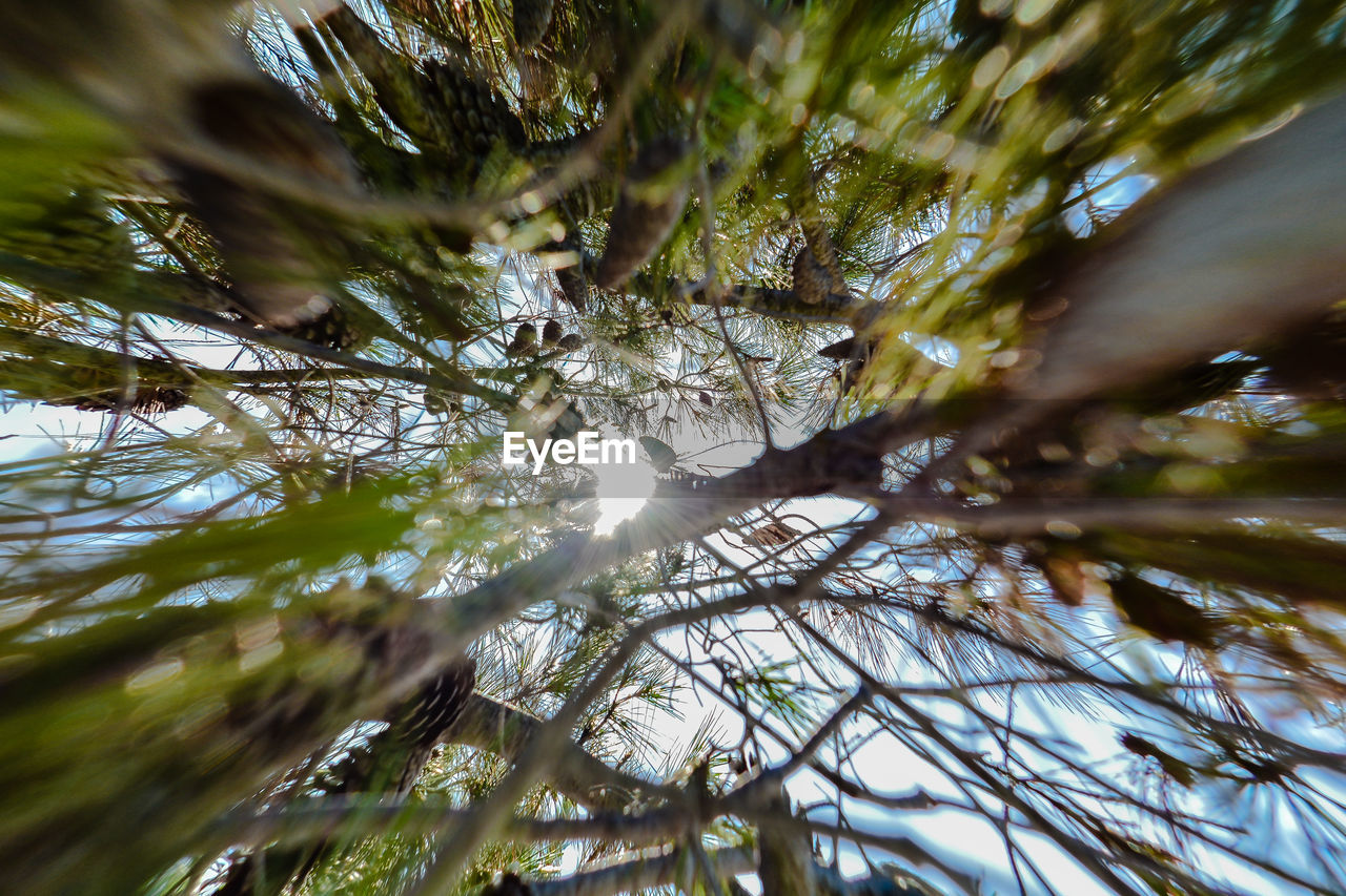 LOW ANGLE VIEW OF TREE BRANCH