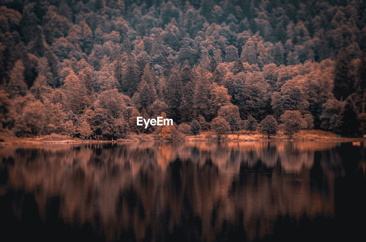 REFLECTION OF TREES IN LAKE