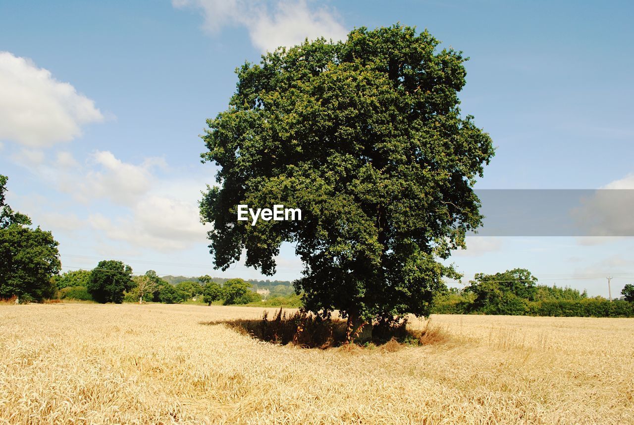 Tree on field against sky