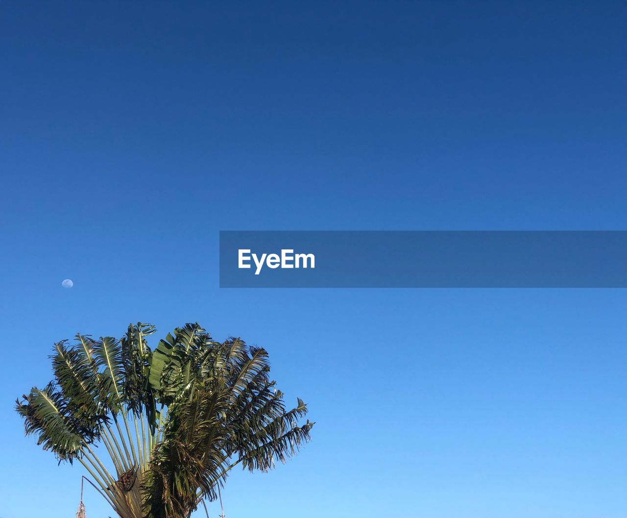 Low angle view of palm tree against clear blue sky