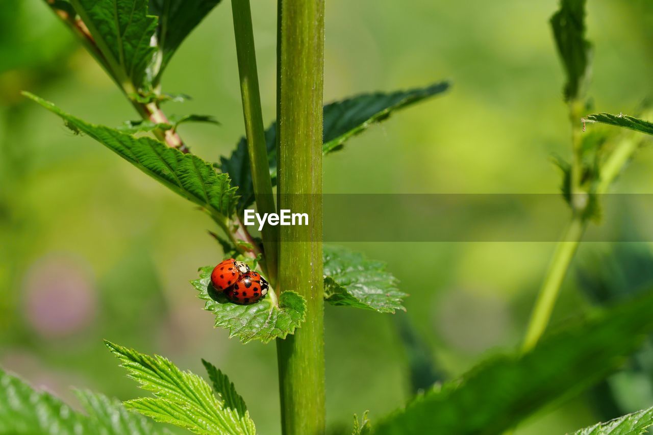 Lady bugs on leaf