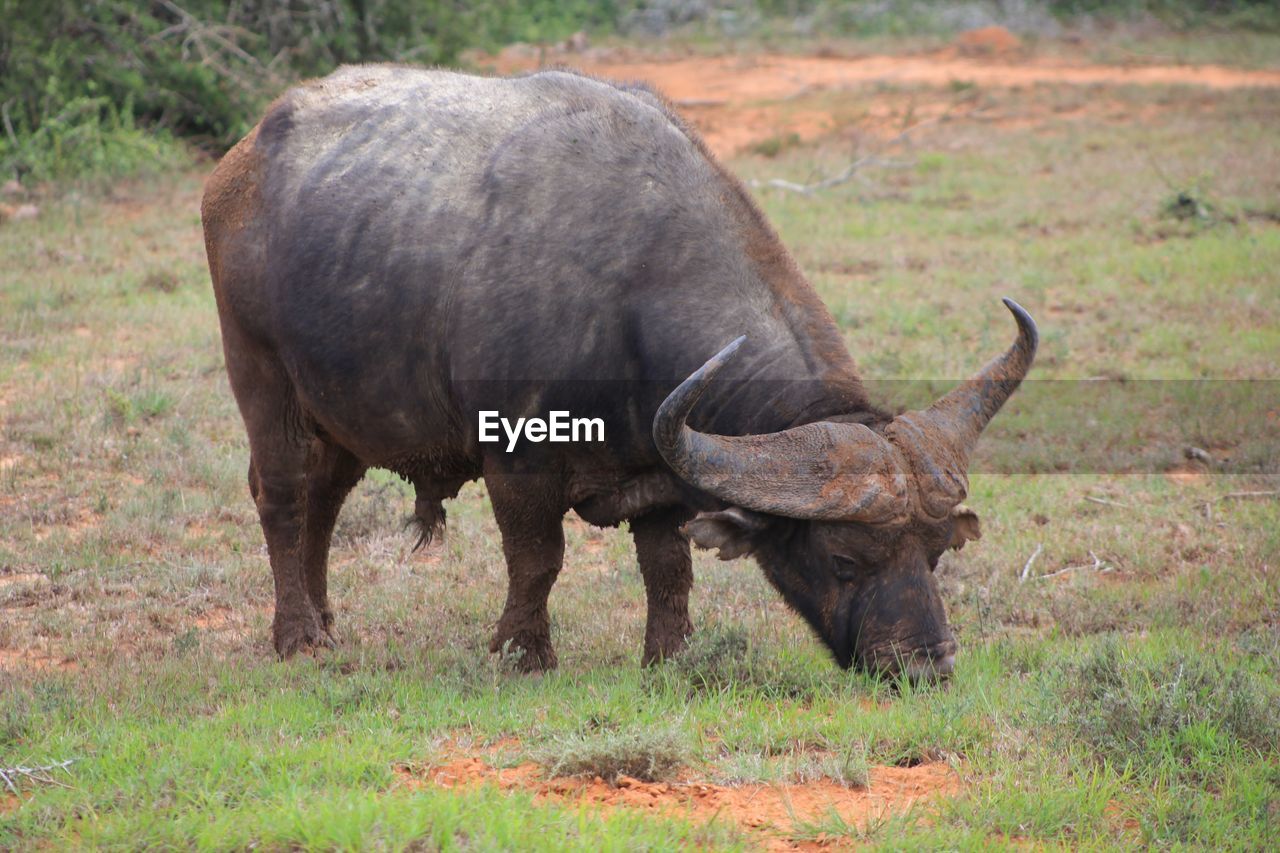 Cape buffalo grazing on grassy field