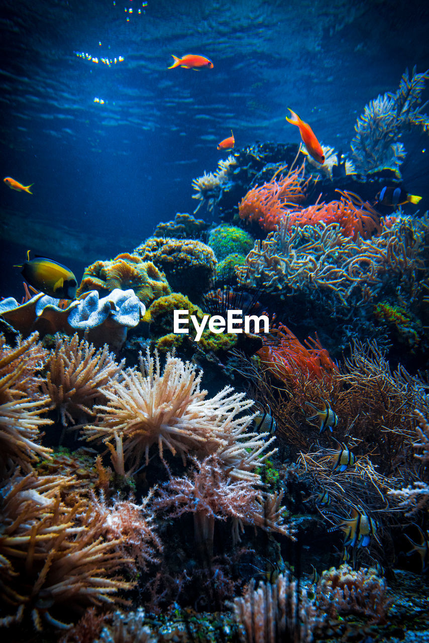 close-up of fish swimming in aquarium