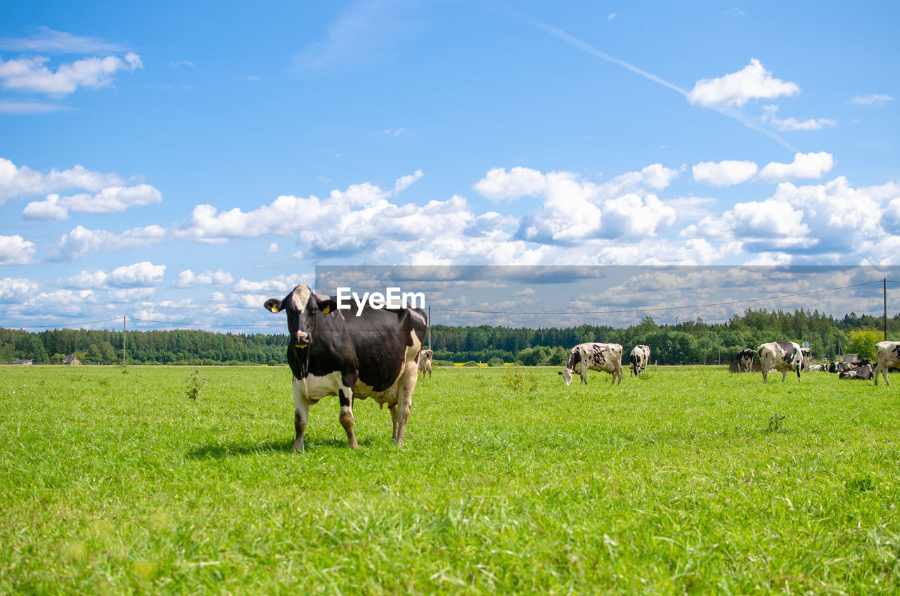 Holstein friesian cattle