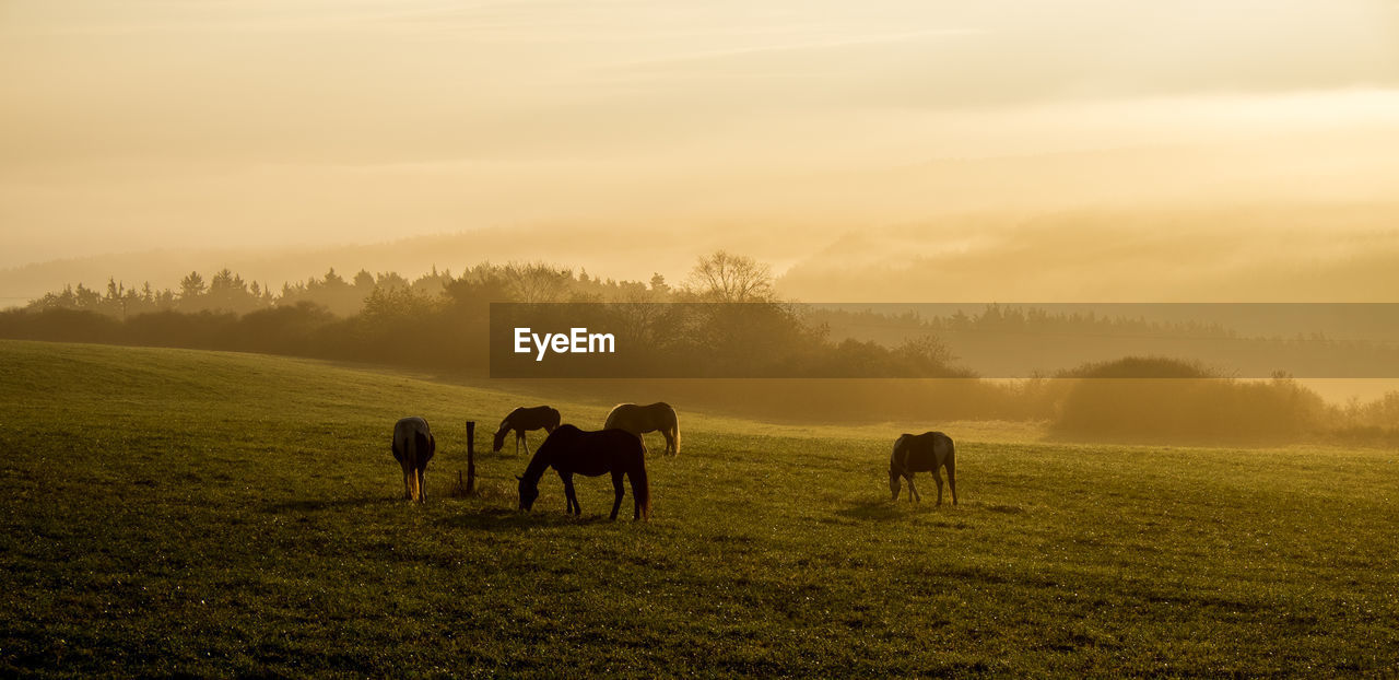 Horses grazing on field against sky during sunset