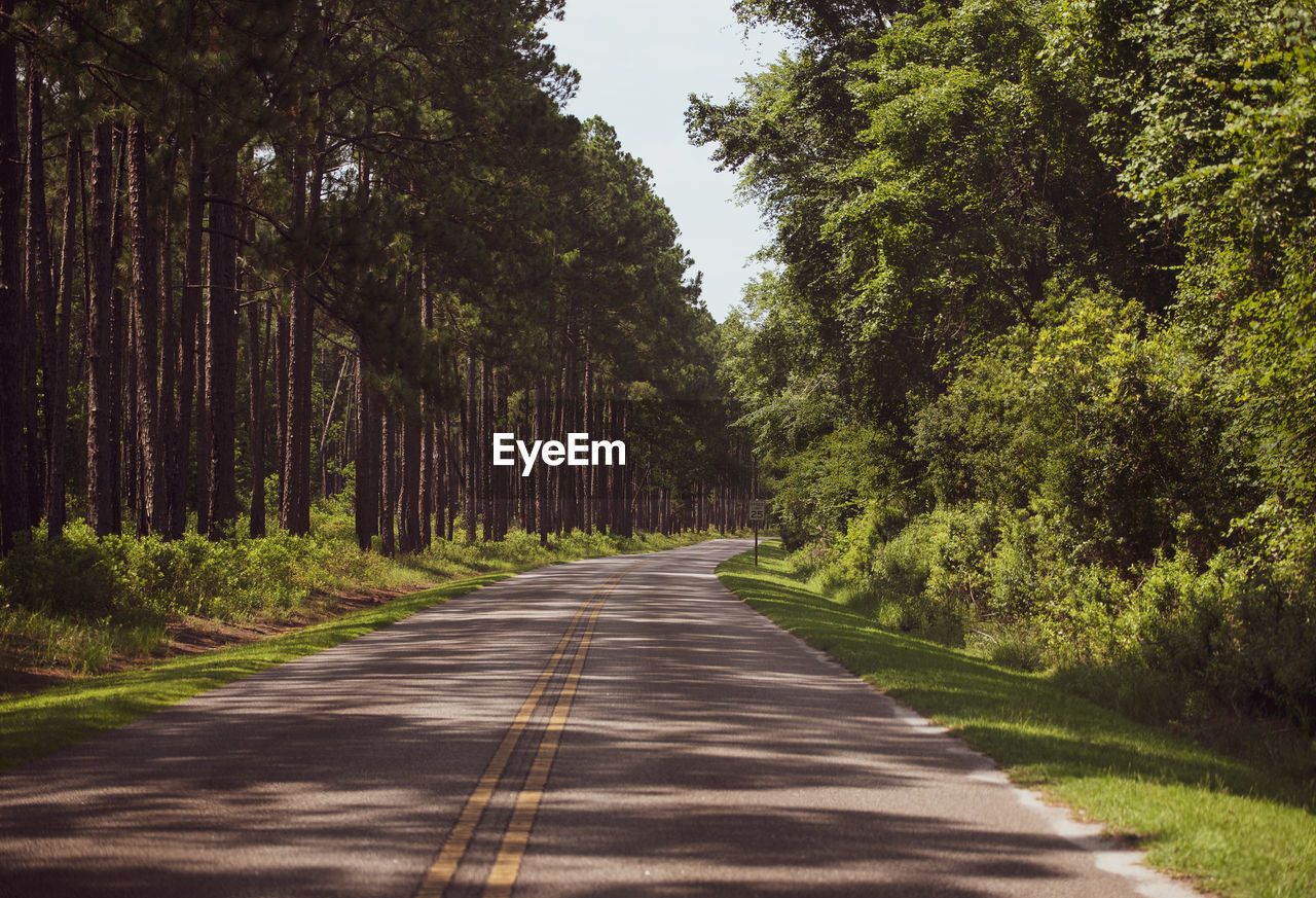 Road amidst trees in forest