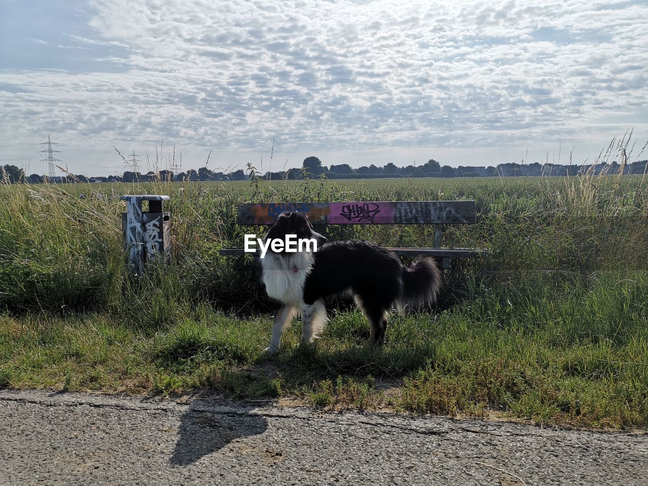 View of dogs on field against sky