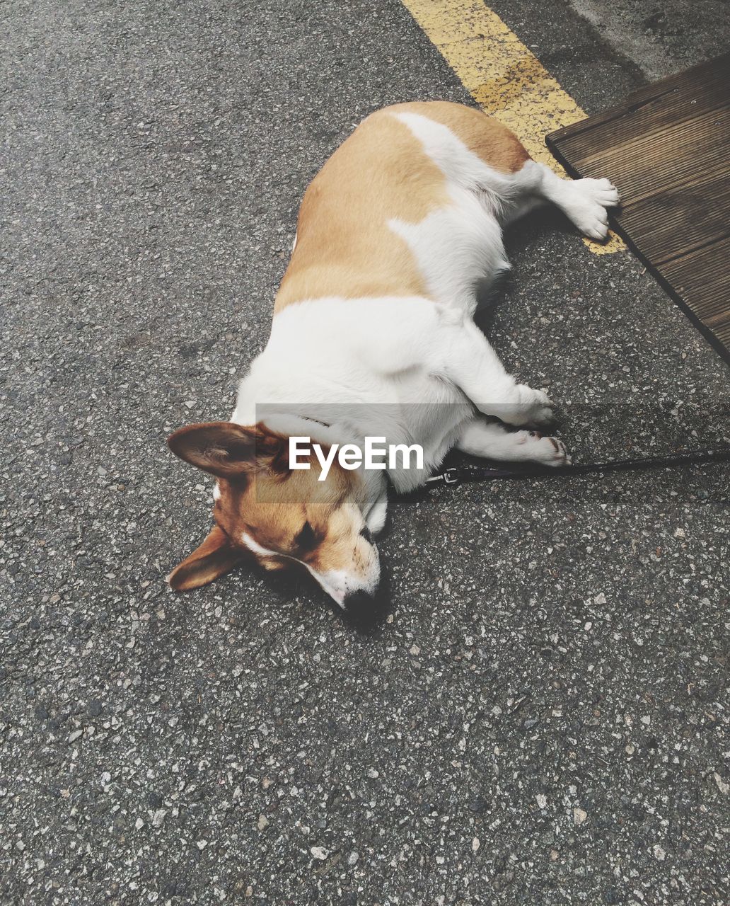 High angle view of corgi lying on street