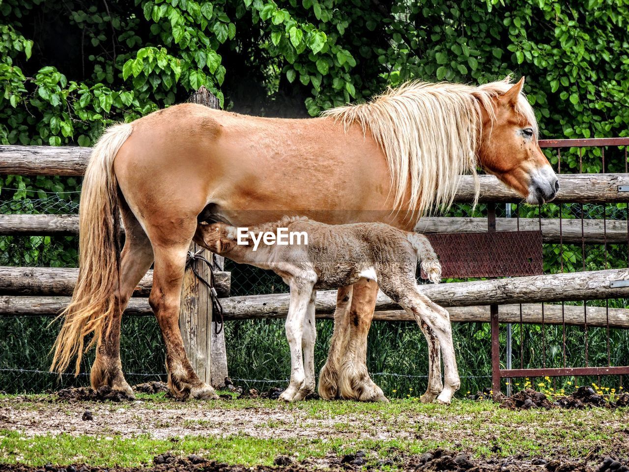 Horse grazing on field