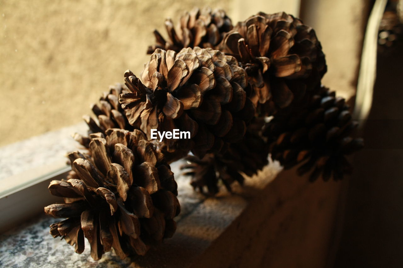 CLOSE-UP OF PINE CONE