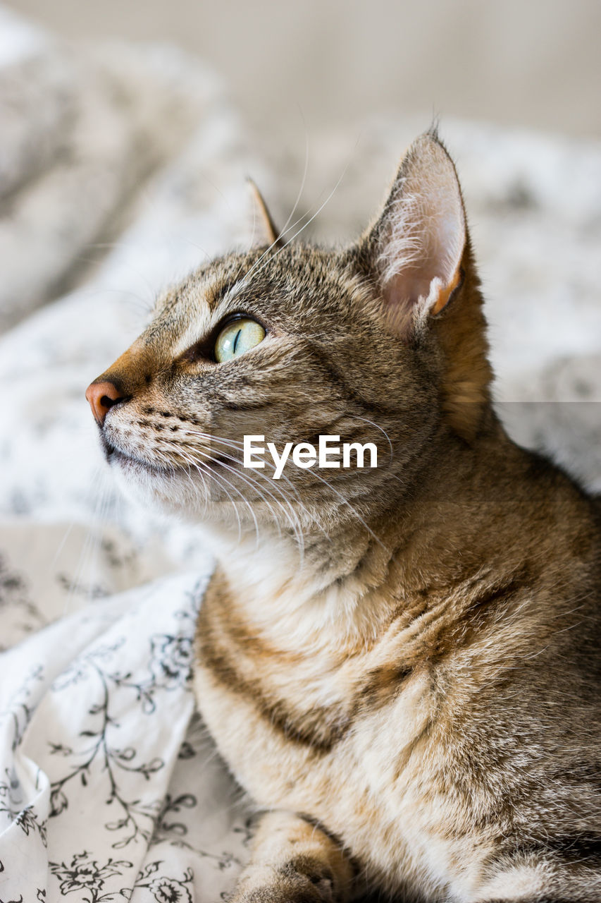 Close-up of a cat looking away