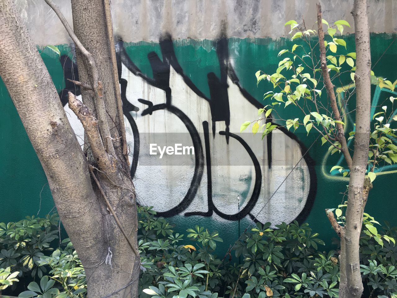 Trees and plants against graffiti on wall