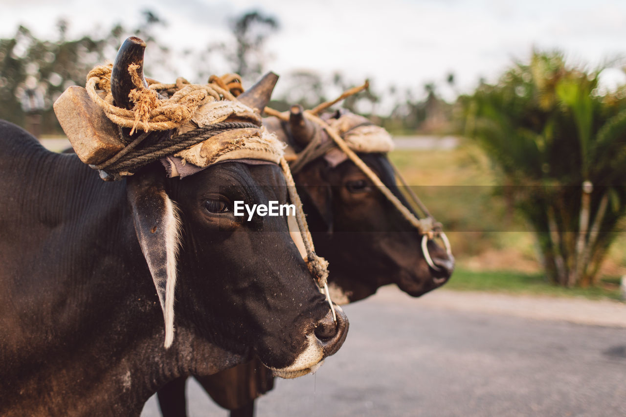 Close-up of cows