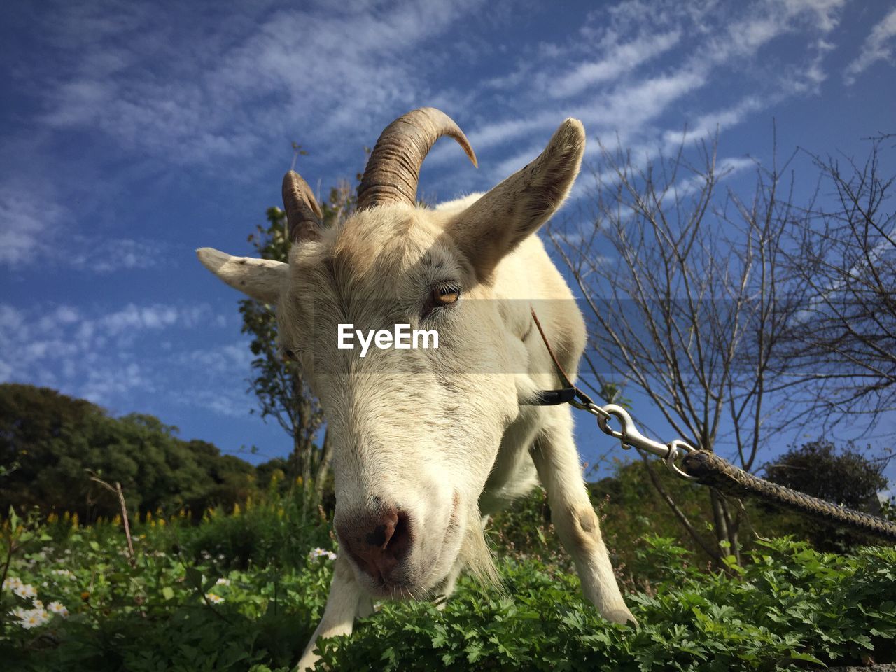 Low angle view of goat against sky