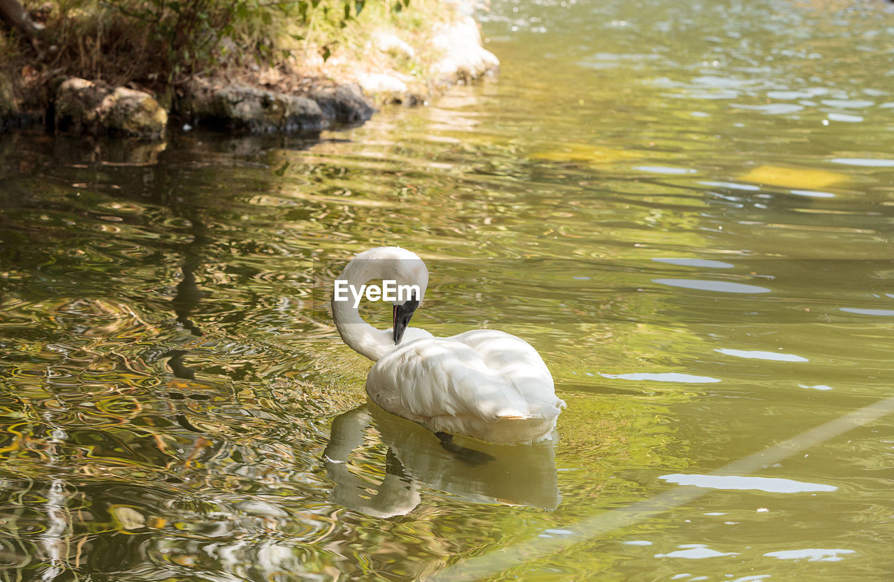 SWAN FLOATING ON WATER