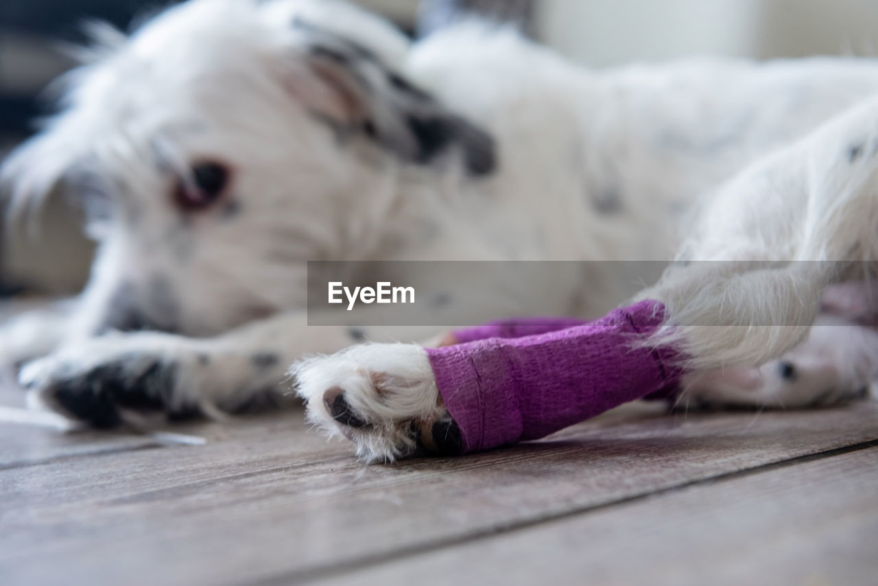 Injured white dog's hind leg wrapped by purple bandage and splint after surgery in at home