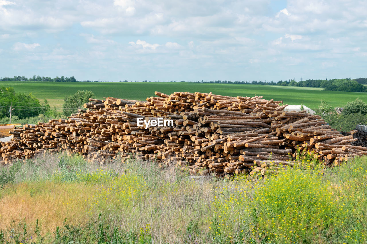 Outdoor industry storage of logs on the background of summer green field