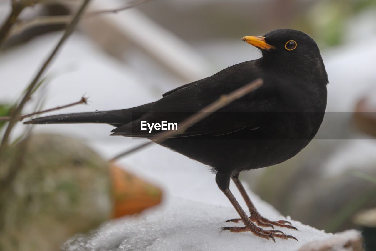 CLOSE-UP OF BIRD PERCHING ON A WOOD