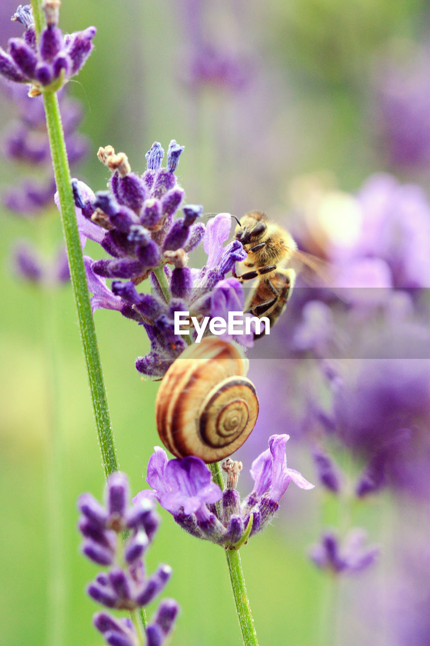 CLOSE-UP OF HONEY BEE ON PURPLE FLOWER