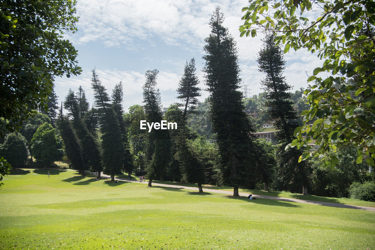 TREES ON GRASSY LANDSCAPE