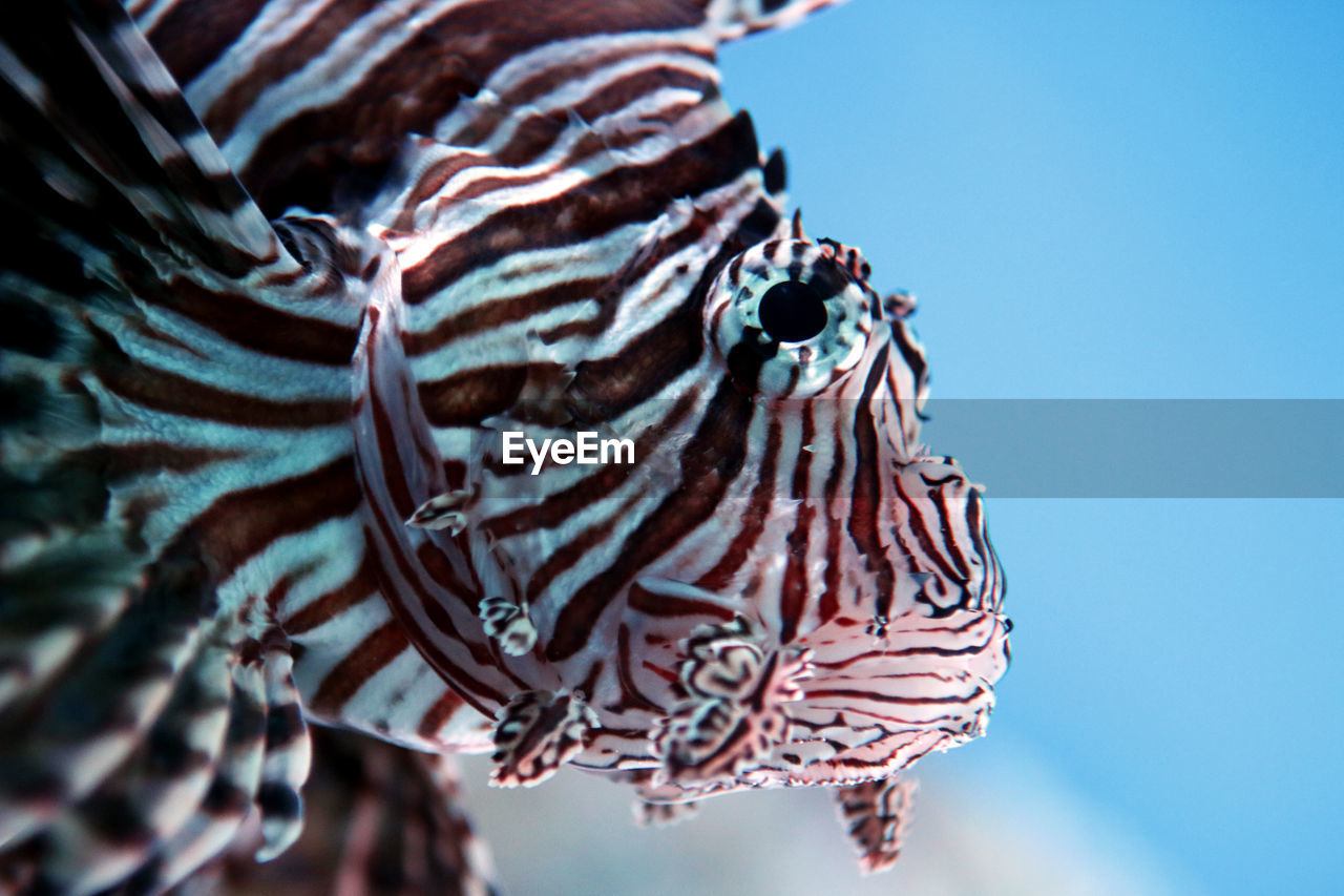 Close-up of lionfish swimming in aquarium