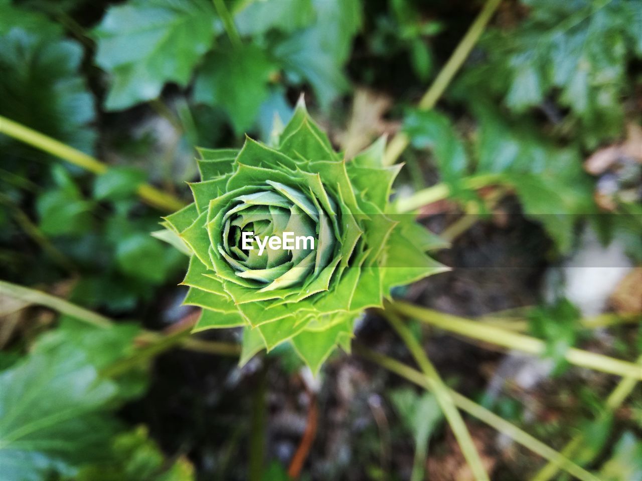 CLOSE-UP OF FRESH GREEN LEAF
