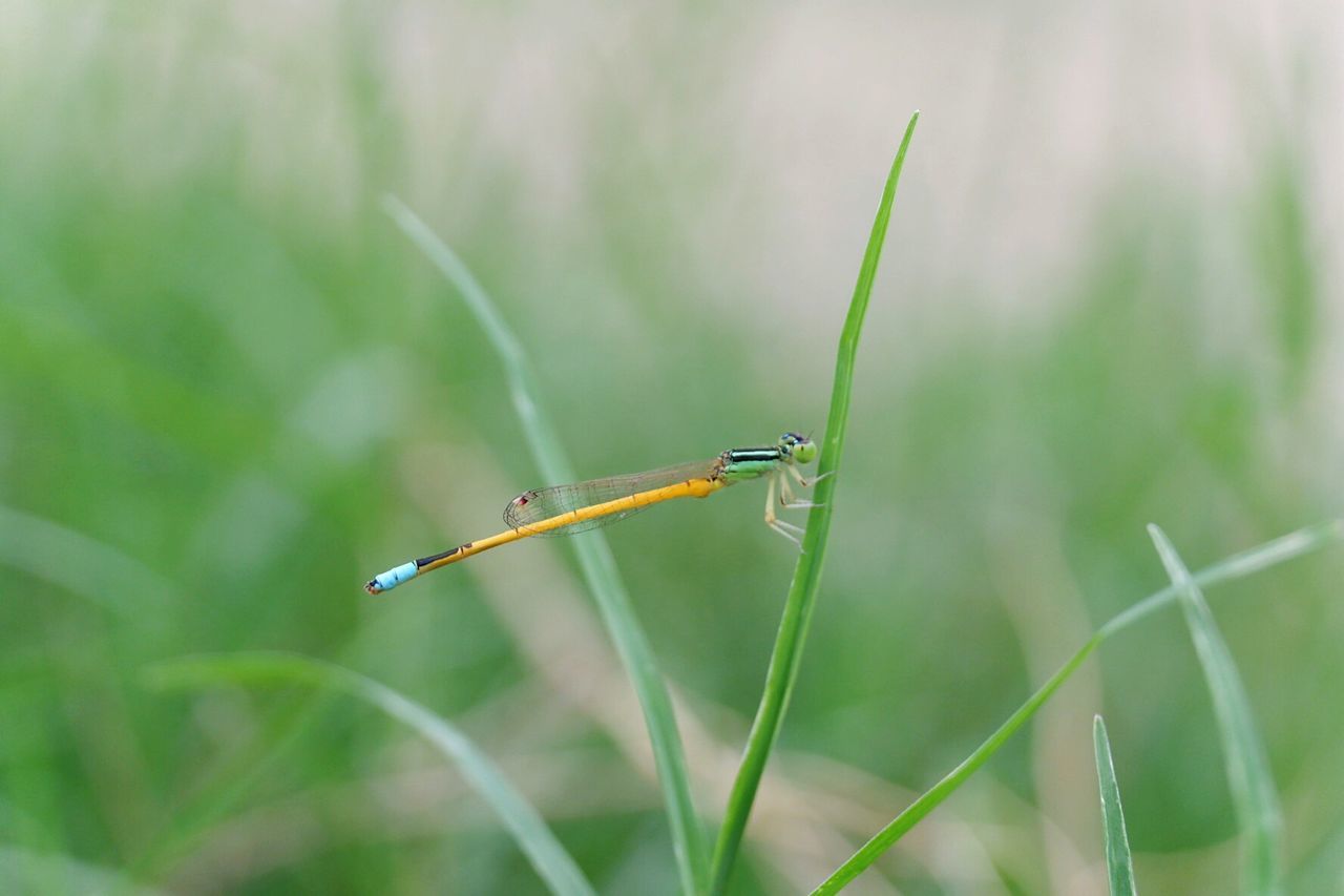 INSECT ON GRASS