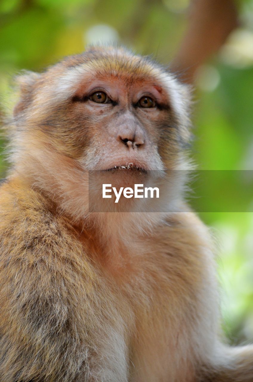Close-up of monkey