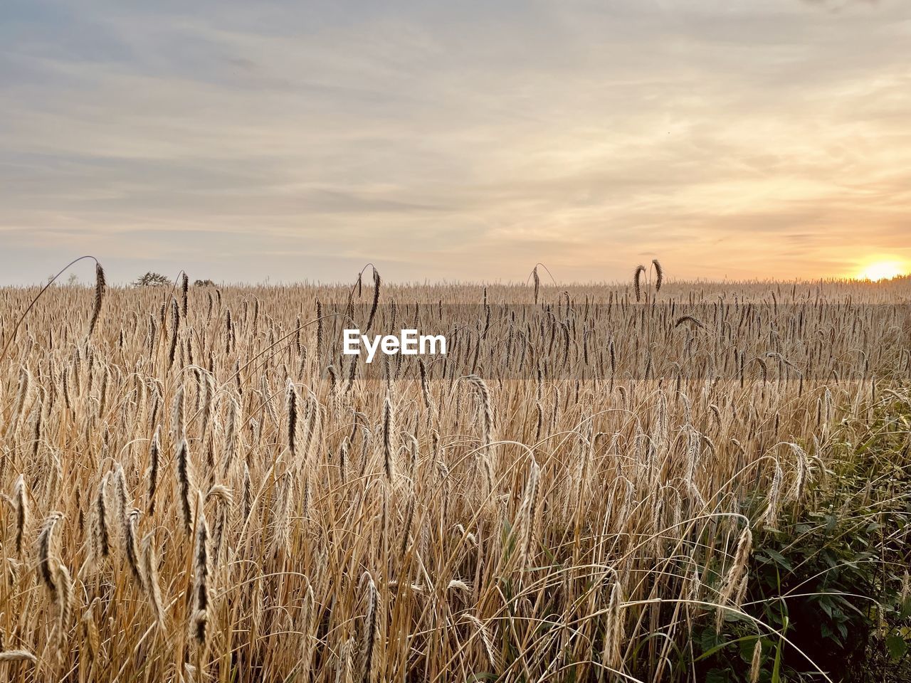 VIEW OF STALKS IN FIELD AGAINST SUNSET SKY
