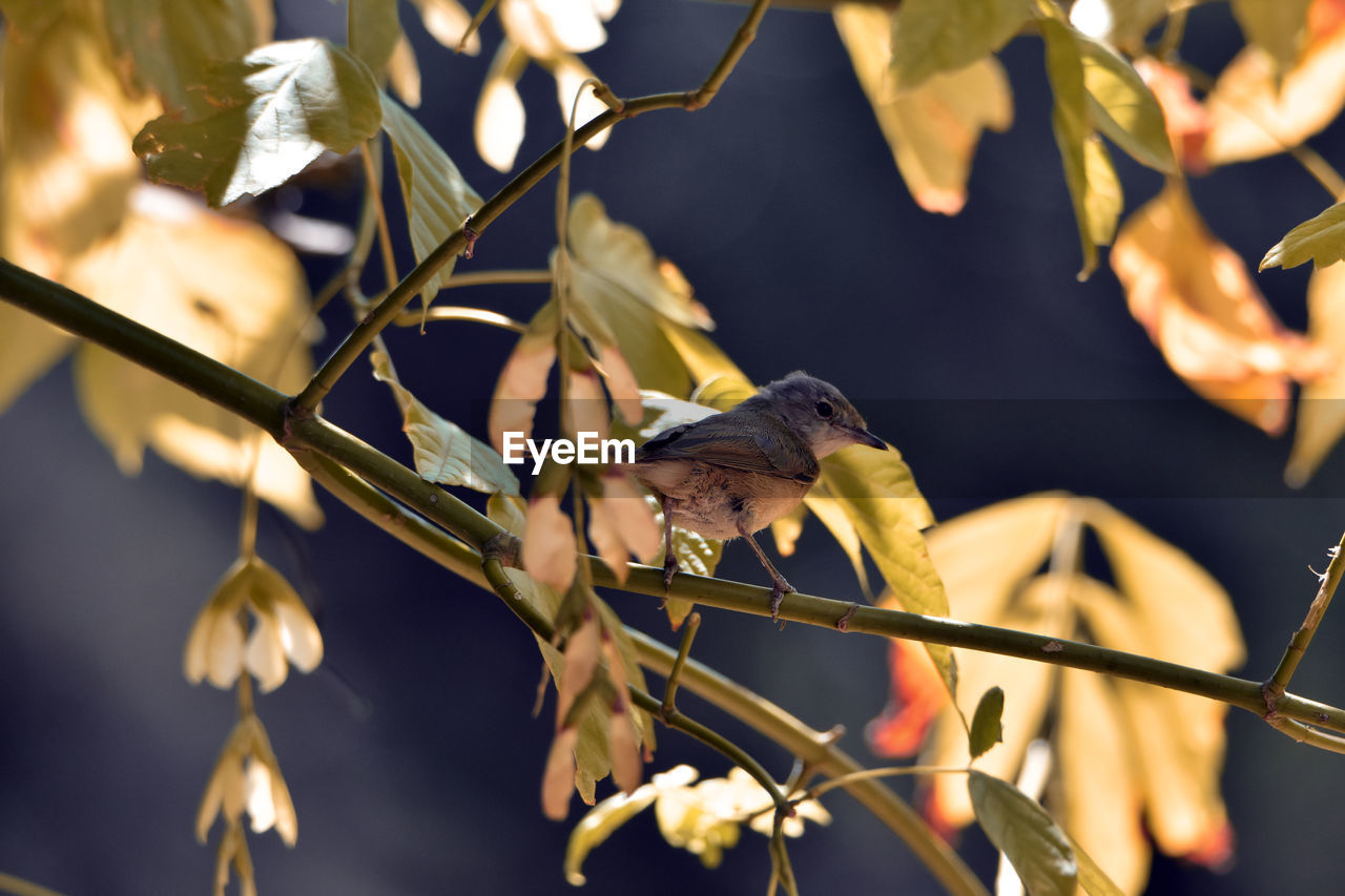 CLOSE-UP OF BIRD PERCHING ON A TREE