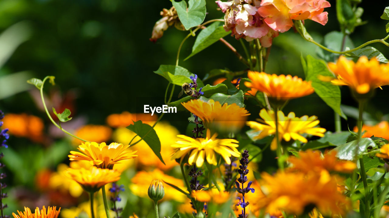 Yellow flowers blooming in garden